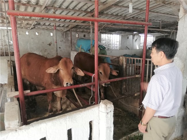 Nam Định: Vì sao dịch viêm da nổi cục lây lan ở gia súc? (22/3/2021)